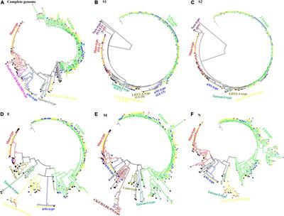 Phylogenetic and Spatiotemporal Analyses of the Complete Genome Sequences of Avian Coronavirus Infectious Bronchitis Virus in China During 1985–2020: Revealing Coexistence of Multiple Transmission Chains and the Origin of LX4-Type Virus